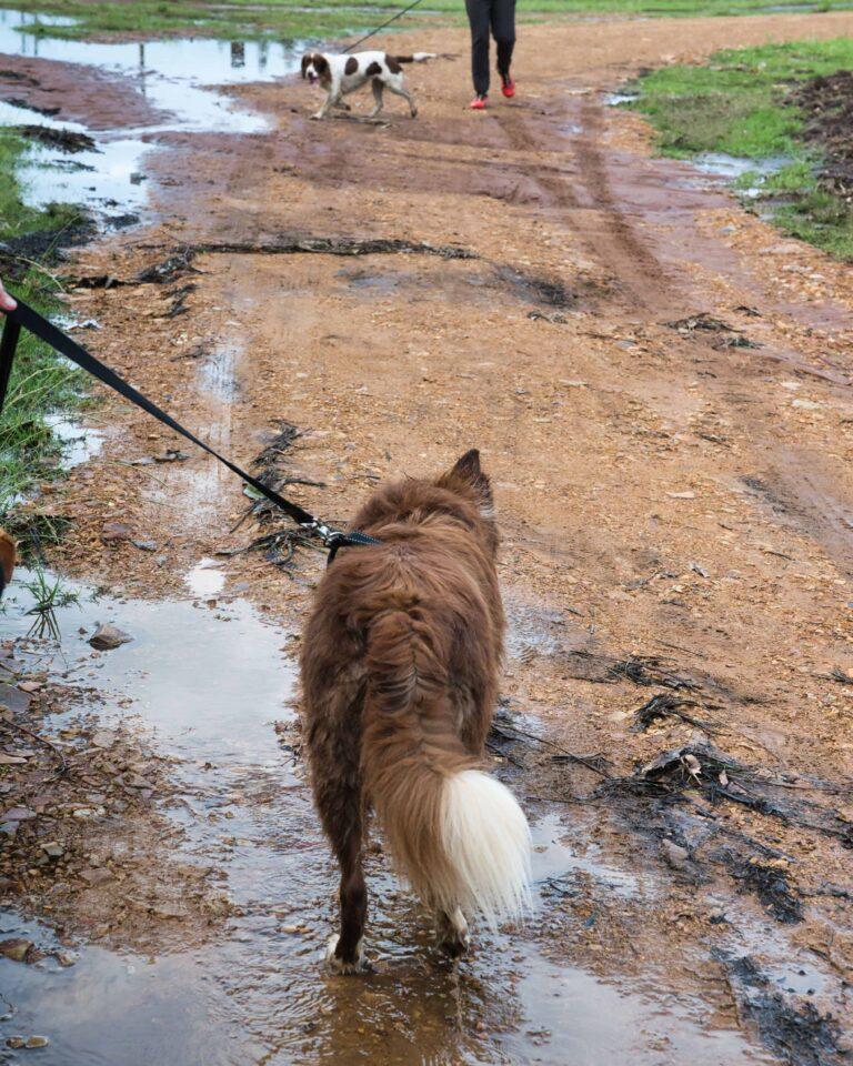 Holla Trails/ Sugar Rush Park