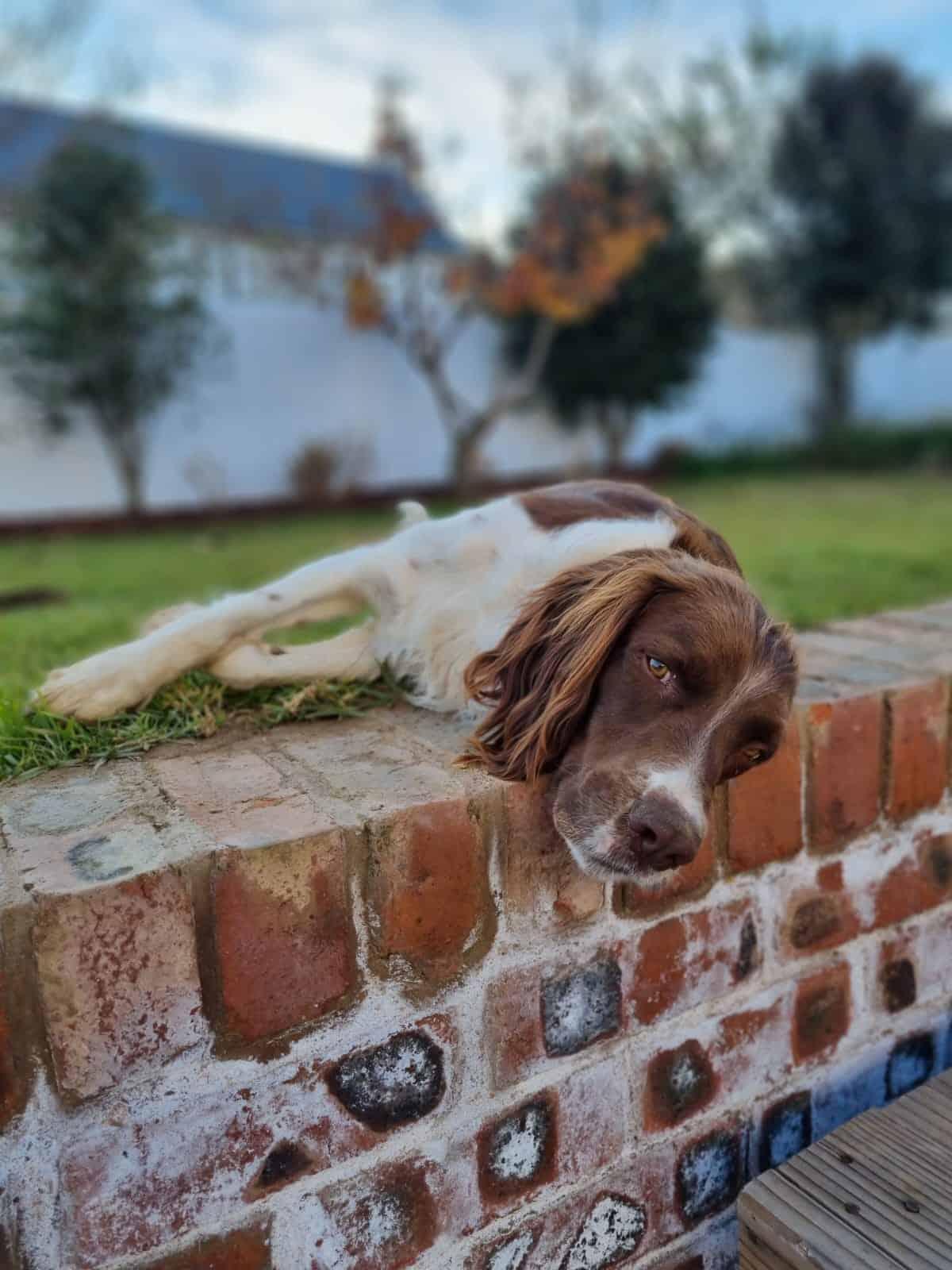 Chelsea Bun