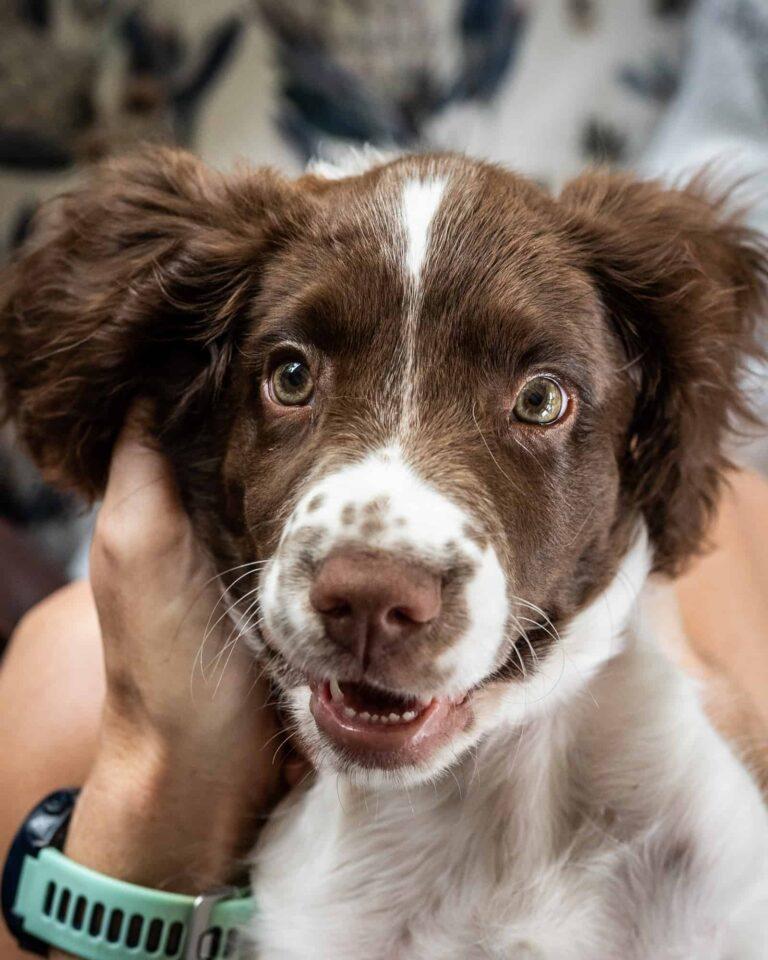 Humphrey